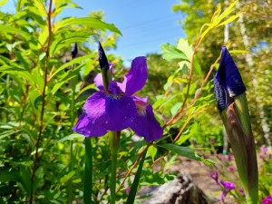 IMG_20250507_140004949_HDR_AE
