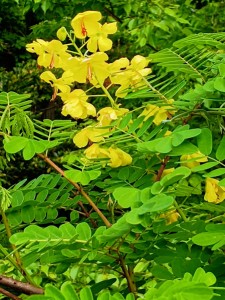 IMG_20250508_144506522_AE