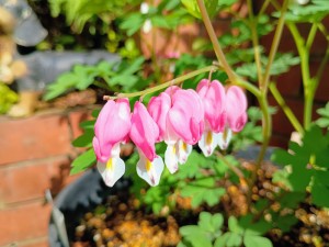 IMG_20250513_081827854_AE