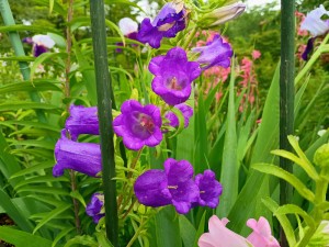IMG_20250518_145134769_HDR_AE