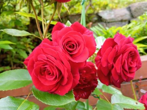 IMG_20250518_163750122_AE