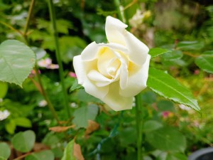 IMG_20250518_163846921_AE