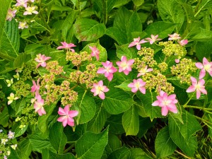 IMG_20250601_110204697_HDR_AE