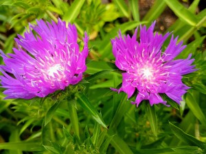 IMG_20250601_110719388_AE