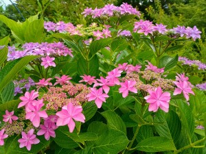IMG_20250607_165414817_HDR_AE