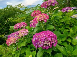IMG_20250607_165433454_HDR_AE