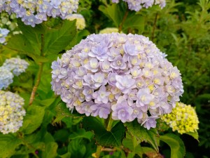 IMG_20250607_165533958_AE
