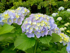 IMG_20250607_165928200_AE