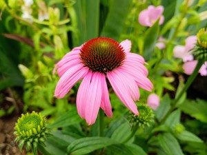 IMG_20250613_073943964_AE