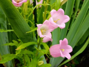 IMG_20250613_073955791_AE