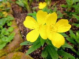 IMG_20250613_074118798_AE