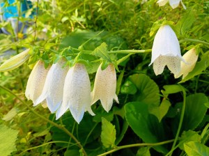 IMG_20250617_075431123_AE