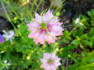 IMG_20250617_075527803_AE