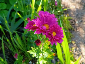 IMG_20250617_075557568_AE