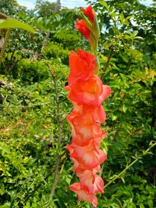 IMG_20250628_122005617_HDR_AE
