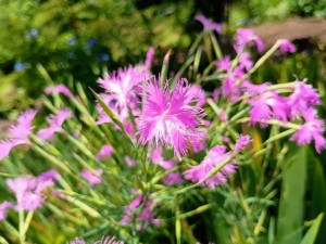 IMG_20250628_122105201_AE