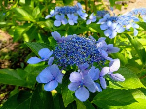 IMG_20250628_122252914_AE