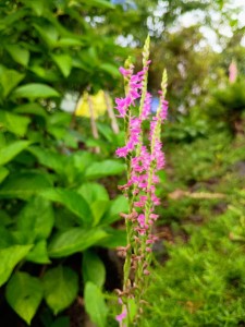 IMG_20250702_065032243_AE