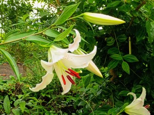 IMG_20250702_101205059_AE