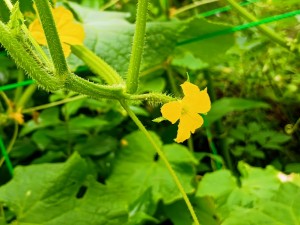 IMG_20250702_101221633_AE