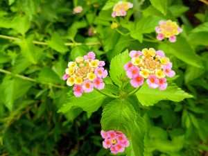 IMG_20250708_075635039_AE