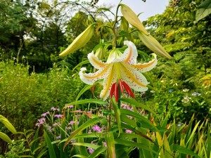 IMG_20250708_075719044_HDR_AE