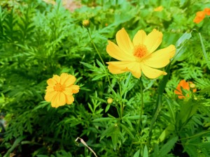 IMG_20250708_075800626_AE