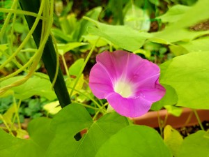 IMG_20250708_080239778_AE