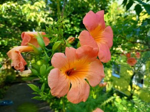 IMG_20250719_062438537_HDR_AE