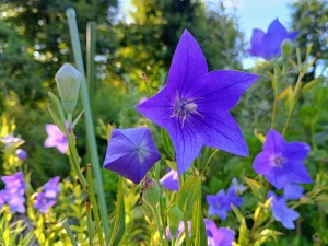 IMG_20250719_062622898_HDR_AE