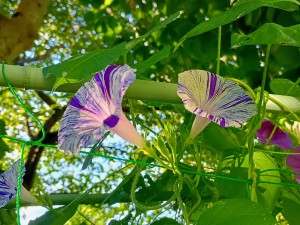 IMG_20250727_062921006_HDR_AE