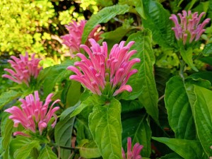 IMG_20250727_063308742_HDR_AE