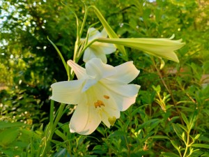 IMG_20250804_065841083_HDR_AE