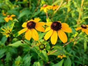 IMG_20250804_065935719_AE