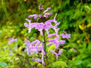 IMG_20250804_070520471_AE