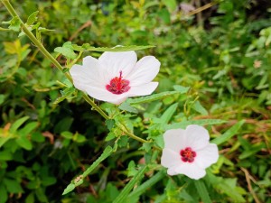 IMG_20250907_092412141_AE