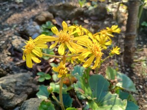 IMG_20251103_075810693_HDR