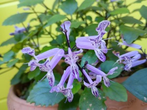 IMG_20251103_080539733