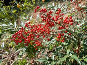 IMG_20251118_104023567_HDR