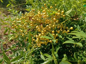 IMG_20251118_105940902_BURST001