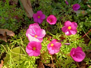 IMG_20260110_112725519_HDR