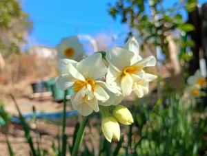 IMG_20260110_113327375_HDR