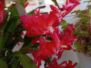 IMG_20260110_114134154