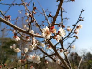 IMG_20260119_123322975