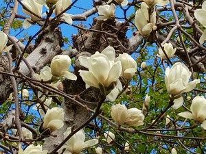 IMG_20260308_120536525