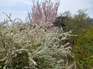 IMG_20260322_120125002_HDR